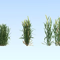 Green Herbaceous Plants in Three Clusters with Different Growth Forms Against Light Blue Sky Background