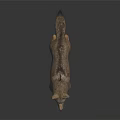 Standing Coyote With Realistic Brown Gray Fur And Reflection On Dark Background