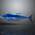 Vibrant Blue Marine Fish With Yellow Fins And Tail On Gray Background With Reflection