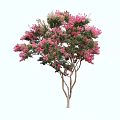 Vibrant Garden Arbor With Pink Blossoms And Green Leaves On Graceful Branches