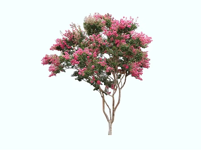 Vibrant Garden Arbor With Pink Blossoms And Green Leaves On Graceful Branches 3d model