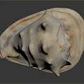 Aquatic Animal Conch Shell Featuring White Spiral Shape And Textured Surface On Black Reflective Base 3d model