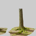 Natural Scene With Tree Stumps Exposed Roots And Green Moss On Earth Ground