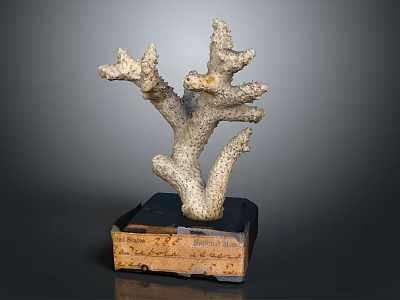 Aquatic Animals Themed Coral Sculpture Placed on Wooden Box with Inscriptions 3d model