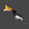 Colorful Hornbill Bird With Yellow Orange Beak And Black White Body On Dark Green Background