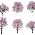 Purple Flowering Arbor Trees In Various Blooming Forms On Black Background