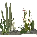 Cactus and Succulent Plants with Tall Columnar Cactus Flat Leaves Red Flowers Stones and Sand