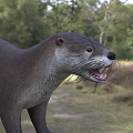Playful Otter With Thick Brown Fur And Long Tail In Forest Riverbank Habitat