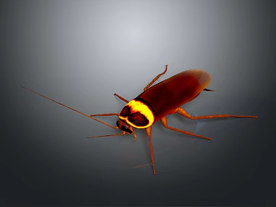 Brown Cockroach With Yellow Striped Head And Long Antennae On Gray Background 3d model