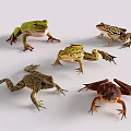 Various Reptile Species Displaying Diverse Colors And Postures On White Background