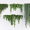 Different Types of Hanging Basket Plants With Lush Green Leaves and Trailing Vines