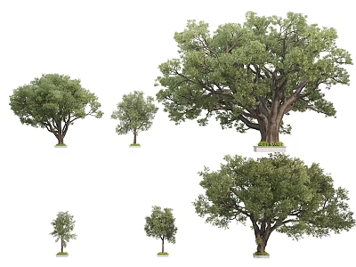 Trees Of Various Sizes With Lush Green Foliage For Natural Landscaping Design 3d model