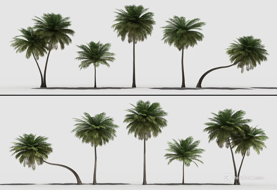 Various Palm Tree Types with Diverse Shapes for Landscape Design 3d model