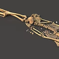 Human Skeleton Limb Bones Anatomical Structure 3D Rendered Detailed Medical Educational Model 3d model