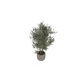 Stylish Decorative Olive Tree in Modern Concrete Garden Pot for Garden Ornament