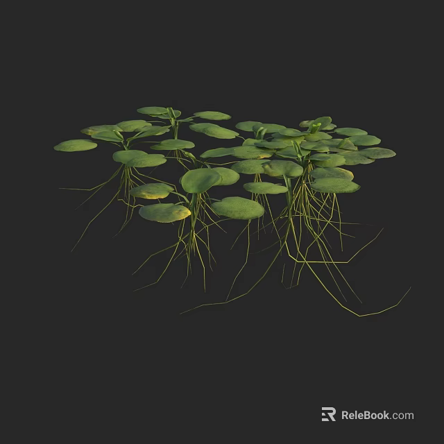 Aquatic Plants with Green Round Leaves and Long White Roots Growing 3d model 