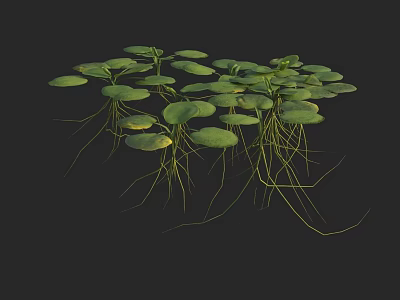 Aquatic Plants with Green Round Leaves and Long White Roots Growing 3d model