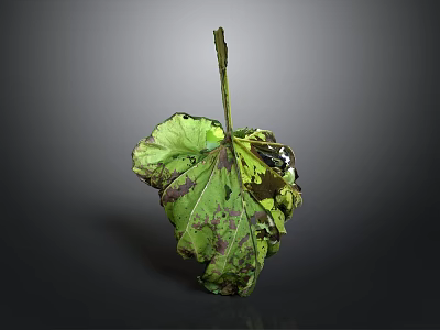 Wilted Plant Leaf with Green and Purple Hues Visible Veins on Dark Background 3d model