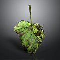 Wilted Plant Leaf with Green and Purple Hues Visible Veins on Dark Background