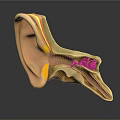 Detailed Human Ear Anatomical Structure Model Showing Internal Parts And Cochlea