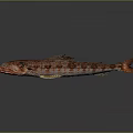 Red and Brown Spotted Fish With Fins Tail and Reflection on Gray Background