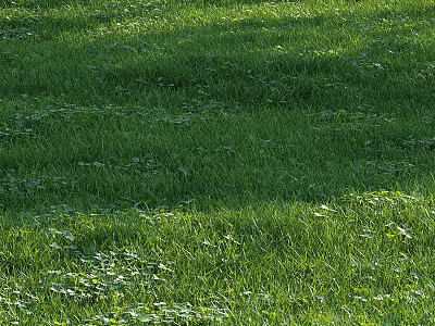 Tall Healthy Arbor With Lush Green Foliage Providing Shade In Urban Park Setting 3d model