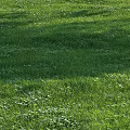 Tall Healthy Arbor With Lush Green Foliage Providing Shade In Urban Park Setting