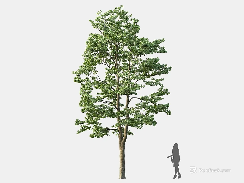 Tall Arbor Standing with Green Lush Foliage and Person Silhouette in Outdoor Environment 3d model 