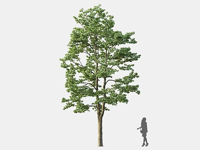Tall Arbor Standing with Green Lush Foliage and Person Silhouette in Outdoor Environment 3d model