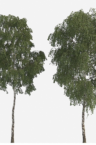 plant tree big tree winter tree winter plant snow tree 3d model