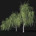 Weeping Willows With Lush Hanging Branches And Person Silhouette On Dark Background