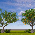 Fruit Bearing Arbor With Lush Green Leaves Oranges Blue Sky White Clouds Green Grass