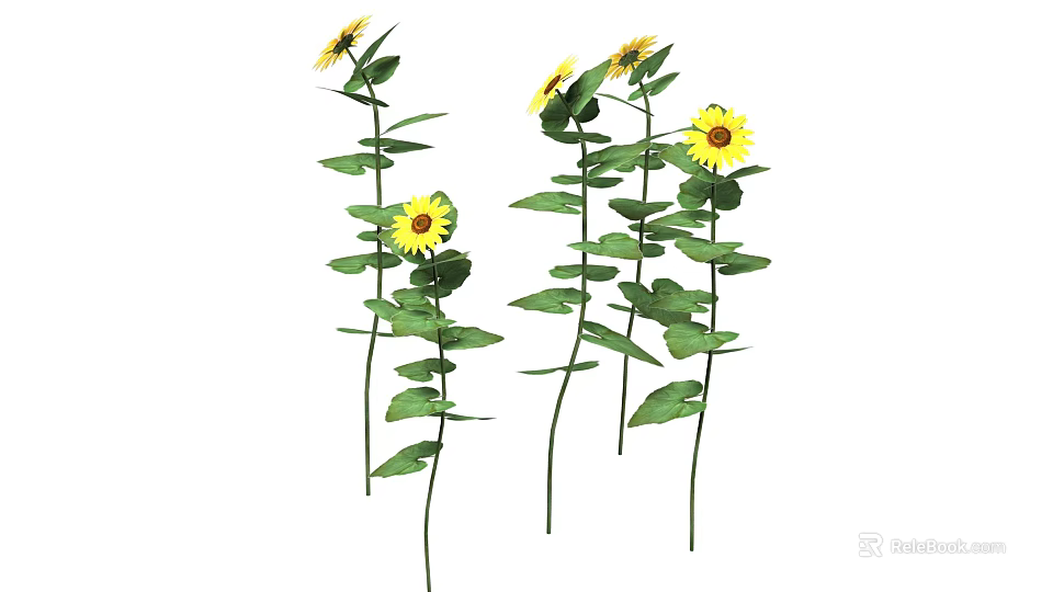 Vibrant Sunflowers With Yellow Blooms And Green Leaves On Stems 3d model 