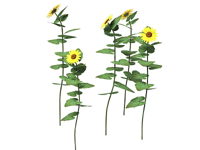 Vibrant Sunflowers With Yellow Blooms And Green Leaves On Stems 3d model