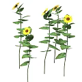 Vibrant Sunflowers With Yellow Blooms And Green Leaves On Stems