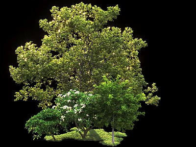 Tall Tree With Lush Green Foliage And White Blossoms In Natural Setting 3d model