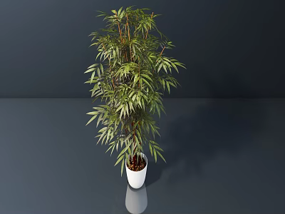 Bonsai Plant With Green Leafy Foliage In White Pot On Dark Reflective Surface 3d model