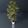 Bonsai Plant With Green Leafy Foliage In White Pot On Dark Reflective Surface