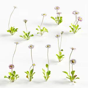 Flowers Small Flowers Plants Green Plants 3d model