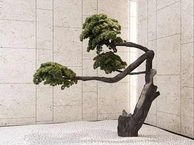 Bonsai Tree with Curved Trunk and Lush Foliage Against Stone Wall and Pebble Ground 3d model