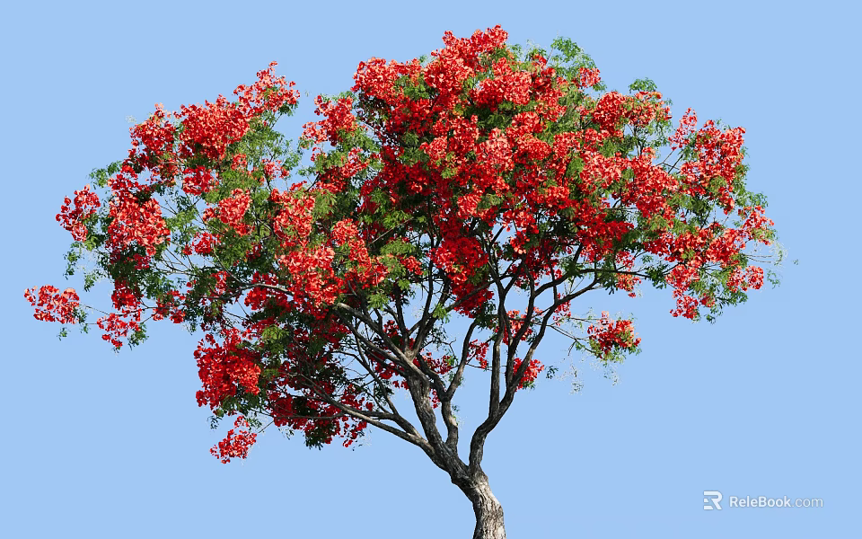 Tall Deciduous Tree With Vibrant Red Flowers And Lush Green Leaves Against Clear Blue Sky 3d model 