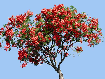 Tall Deciduous Tree With Vibrant Red Flowers And Lush Green Leaves Against Clear Blue Sky 3d model