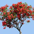 Tall Deciduous Tree With Vibrant Red Flowers And Lush Green Leaves Against Clear Blue Sky