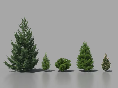 Different Sizes of Evergreen Trees for Landscaping Design and Garden Decoration 3d model