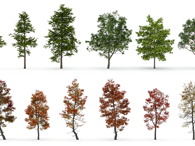 Tree Low Model Tree Sycamore Tree Decorative Tree Autumn Tree Spring Tree Winter Tree 3d model