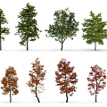 Tree Low Model Tree Sycamore Tree Decorative Tree Autumn Tree Spring Tree Winter Tree 3d model