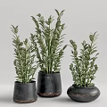 Elegant Green Leafy Bonsai Potted Plants With Black Ceramic Pots And Modern Design