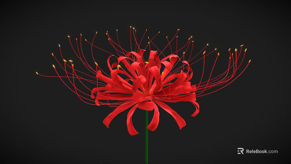Red Spider Lily With Long Thin Red Petals Green Stem On Black Background 3d model 