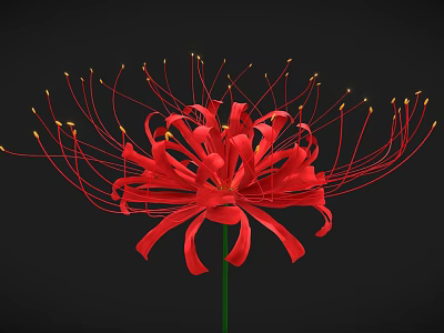 Red Spider Lily With Long Thin Red Petals Green Stem On Black Background 3d model