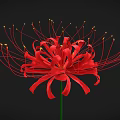 Red Spider Lily With Long Thin Red Petals Green Stem On Black Background